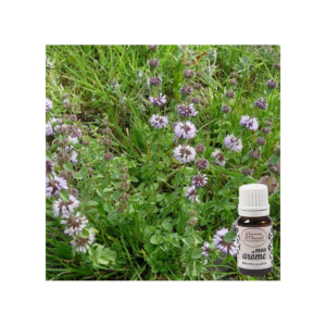 Menthe pouliot