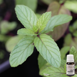 Menthe verte
