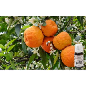 Orange amère