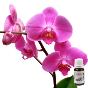 Orchidée
