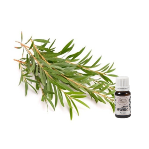 Tea tree